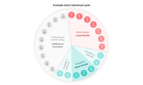 Cycle Of Getting Pregnant