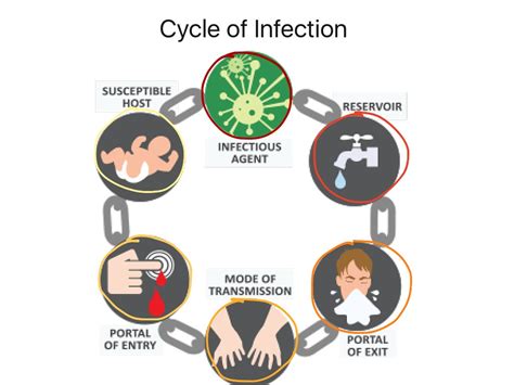 Cycle Of Infection Diagram