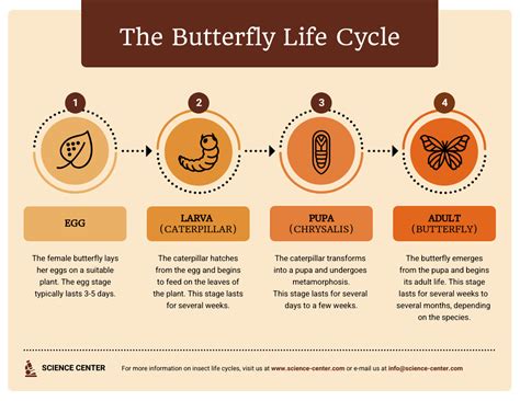Cycle Of Life Meaning