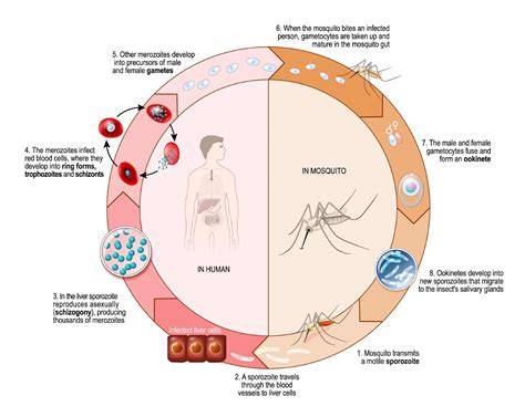 Cycle Of Malaria