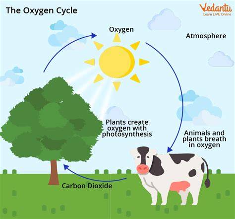 Cycle Of Oxygen