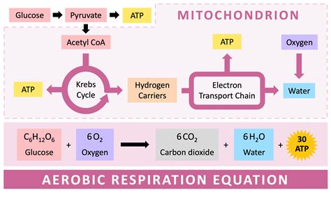 Cycle Of Respiration
