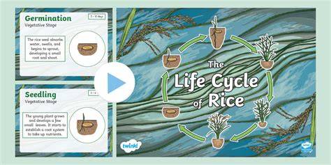 Cycle Of Rice Cycle Of Life