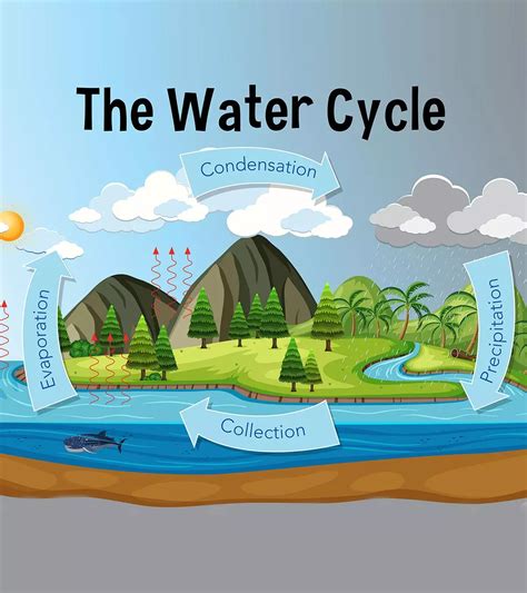Cycle Of Water For Kids