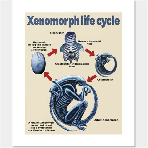Cycle Of Xenomorph