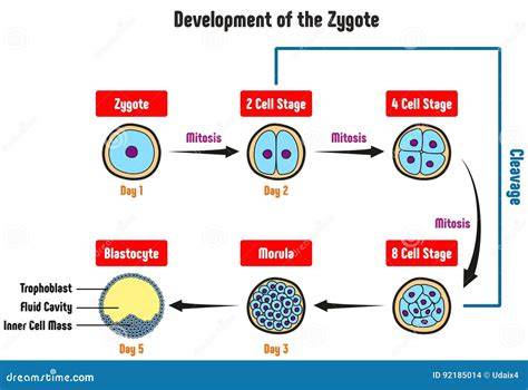Cycle Of Zygote