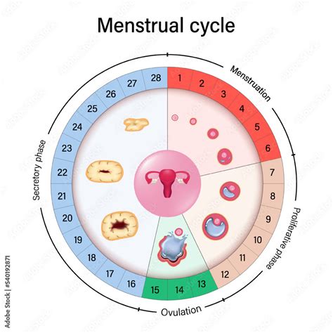 Cycle T Table For Period