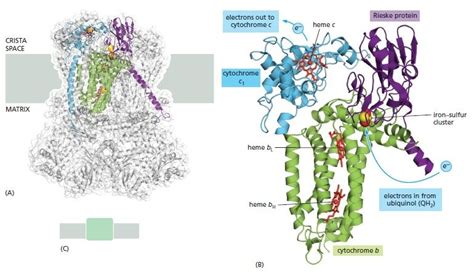 Cytochrome C Reductase