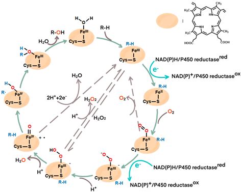 Cytochrome P450 Mechanism