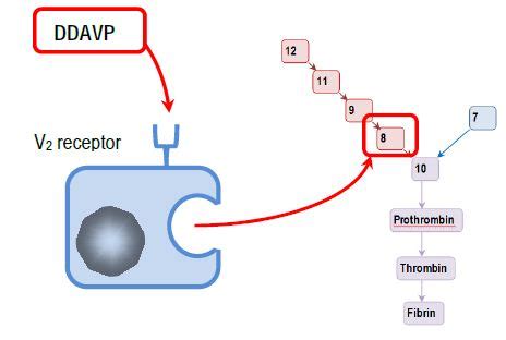 Ddavp For Bleeding