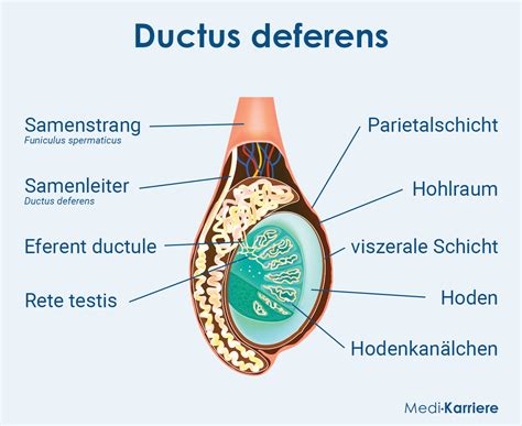 Definition Of Ductus Deferens