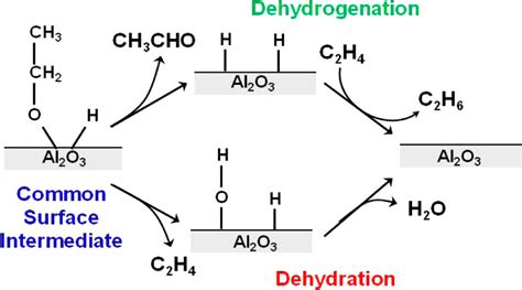 Dehydration Mechanism