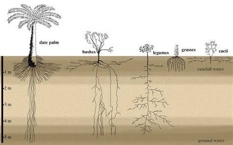 Depth Of Queen Palm Tree Roots