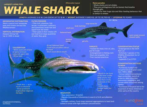 Diet Of A Whale Shark