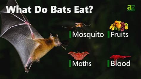 Diet Of Bats