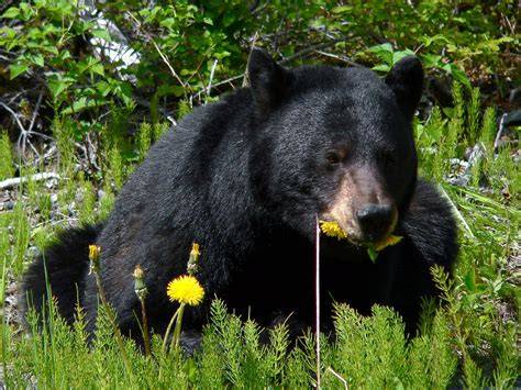 Diet Of Black Bear