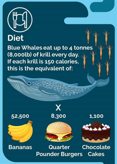 Diet Of Blue Whale