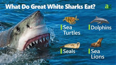 Diet Of Great White Shark