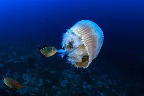 Diet Of Jellyfish