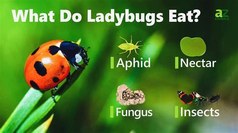 Diet Of Ladybugs