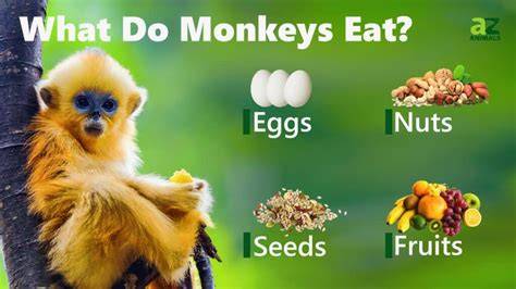 Diet Of Monkeys