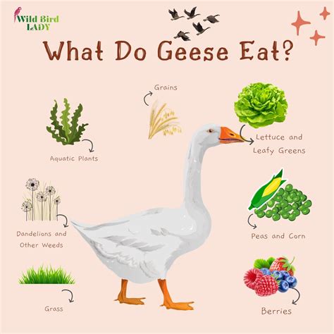 Diet Of Ostrich