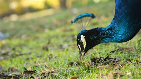 Diet Of Peacock