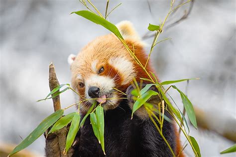 Diet Of Red Panda