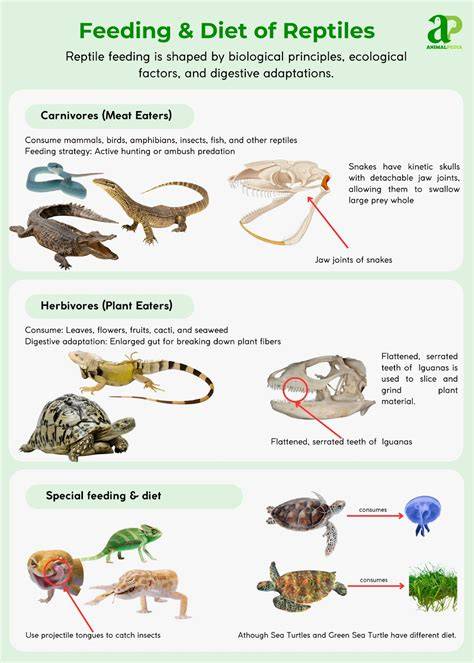 Diet Of Reptiles