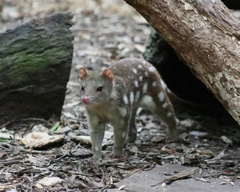 Diet Of Tiger Quoll