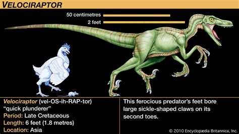 Diet Of Velociraptor