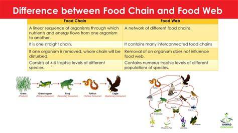 Difference Between Food Chain And Food Web