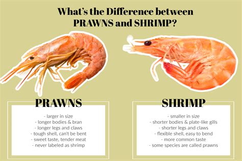 Difference Between Prawn And Shrimp