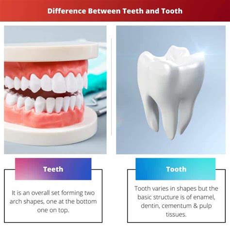 Difference Between Tooth And Teeth