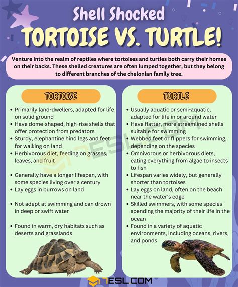 Difference Between Turtle And Tortoise