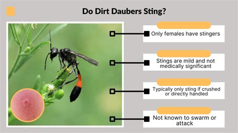 Dirt Dauber Do They Sting