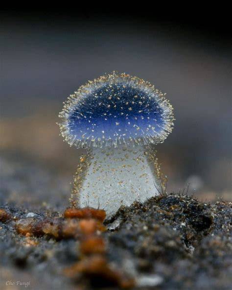 Discovered By Fungi