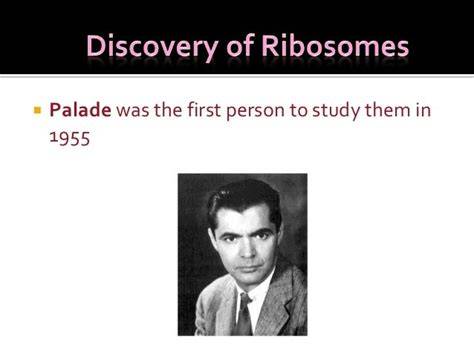 Discovered By Ribosome