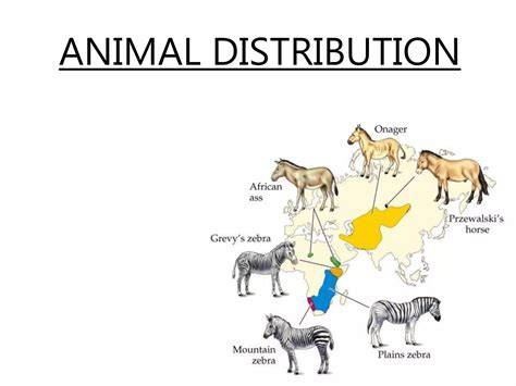 Distribution Of Animals For Primary 6