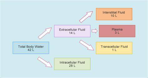 Distribution Of Fluid In The Body