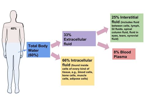 Distribution Of Water In The Body