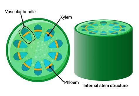 Distribution Of Xylem And Phloem
