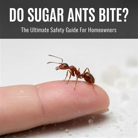 Do Ants Bite