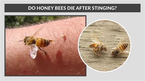 Do Bees Die After They Sting Someone