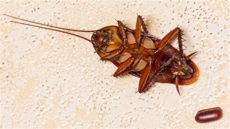 Do Cockroaches Die When They Lay Eggs