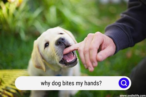 Do Dogs Bite When They Play