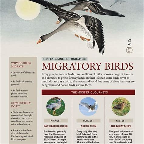 Do Dotterels Migrate
