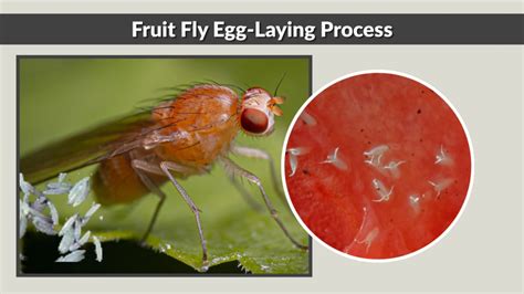Do Fruit Flies Die After Laying Eggs