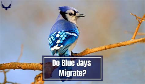 Do Jays Migrate
