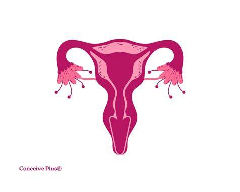 Do Men Have Uterus